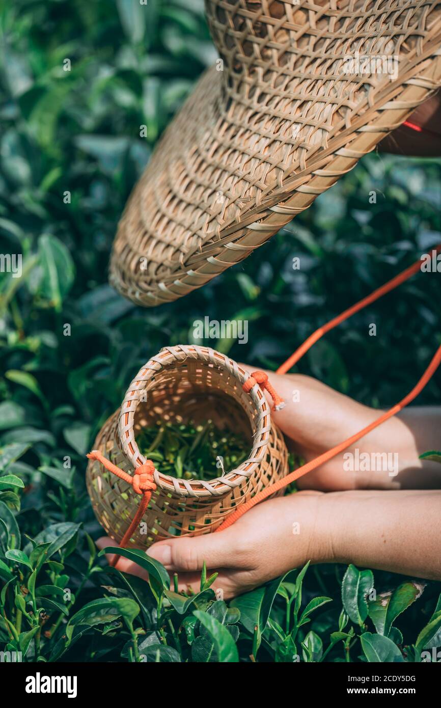 Vertical shot of a female collecting tea leaves Stock Photo - Alamy