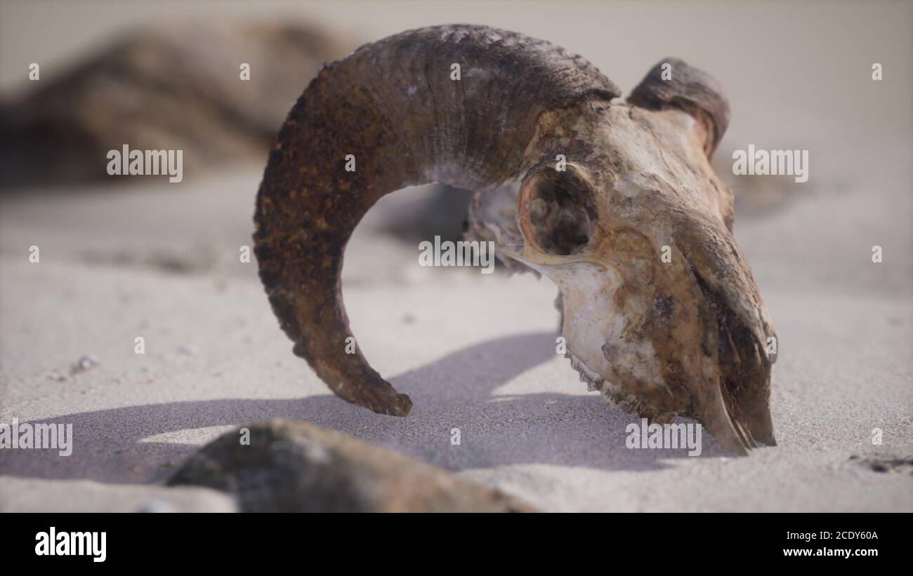 Skull with ram horns on the beach Stock Photo
