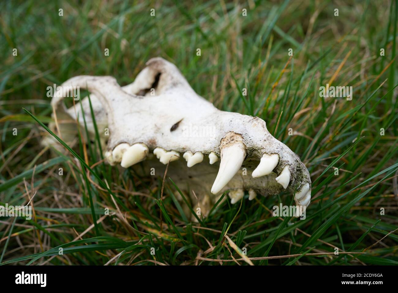 Skull of a Wolf on a meadow at the river Elbe near Magdeburg in Germany Stock Photo