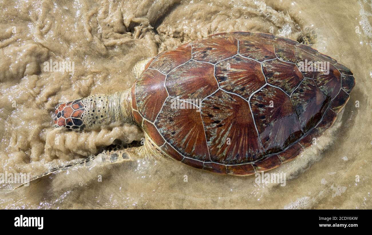 This sea turtle - Loggerhead turtle (Caretta caretta) is dying now as result of pollution of sea Stock Photo