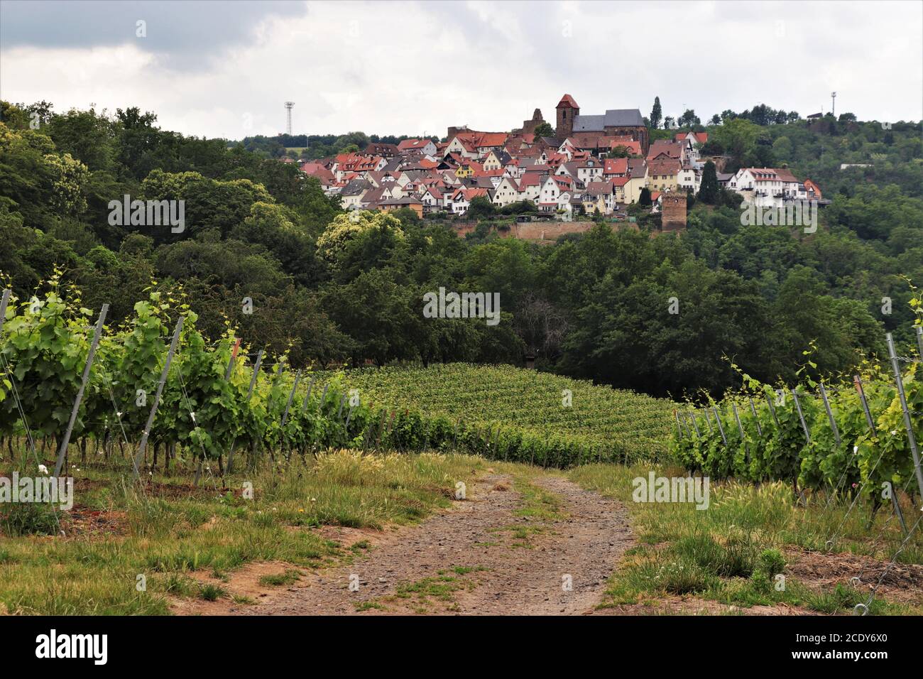 Path through Vineyard in German Wine Region, Neuleiningen, Germany Stock Photo