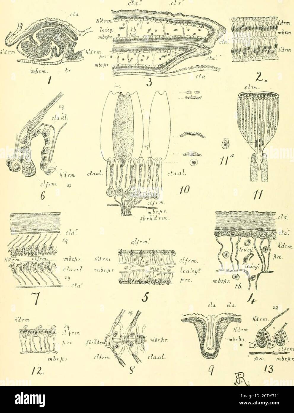 . The Entomologist's record and journal of variation . (JO, line 2-5, for Aug 4th, 1890, read Sept. 4th, 1890. - W. B.RNEa, 7, New Uoad, Eeiuling. p. 44, line 9 from bottom, for Axpidiajnoi read Asiiiiliotits. p sO, line(), for specimen read species. Vol. IX. Plate III.. ThK DKVKLOIMIO.NT OK THE WlXG, ^YI^•^;-SC•.LES AND TIIEIK rUiMENTS IXBUTTEKFLIEri AND MoTHS. Kiitom. llii-ord, etc, ls.(7 ^-^ AND ^/ii^ JOURNAL OF VARIATION. Vol. IX. No. 6. June 15th, 1897. The development of the wing, wing=scales and their pigmentsin Butterflies and Moths.*- ^Illustrated by Platej. By J. W. TUTT, F.E.S. I. Stock Photo