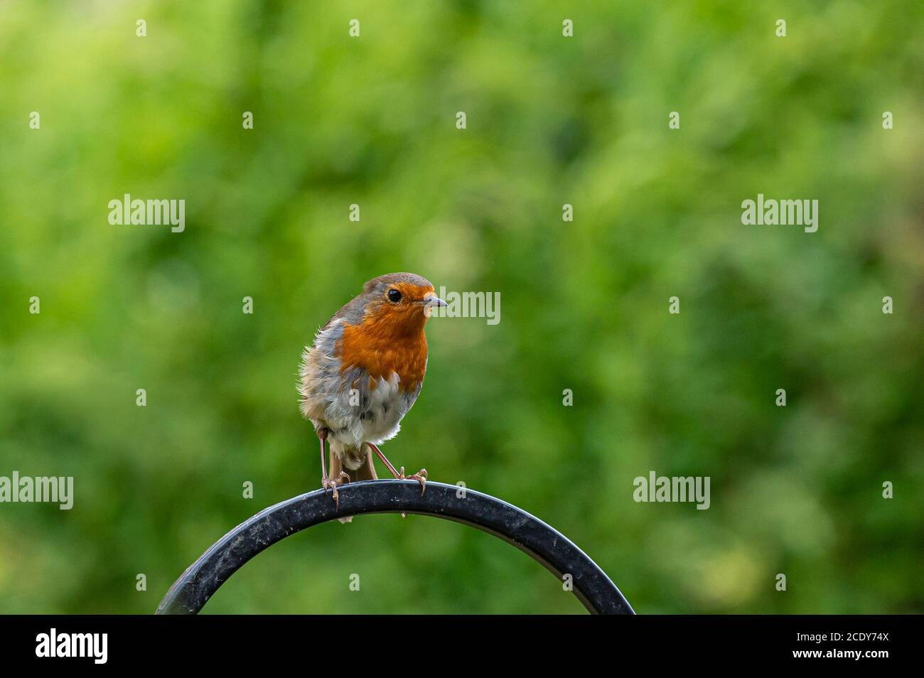 Bird Vector High Resolution Stock Photography And Images Alamy