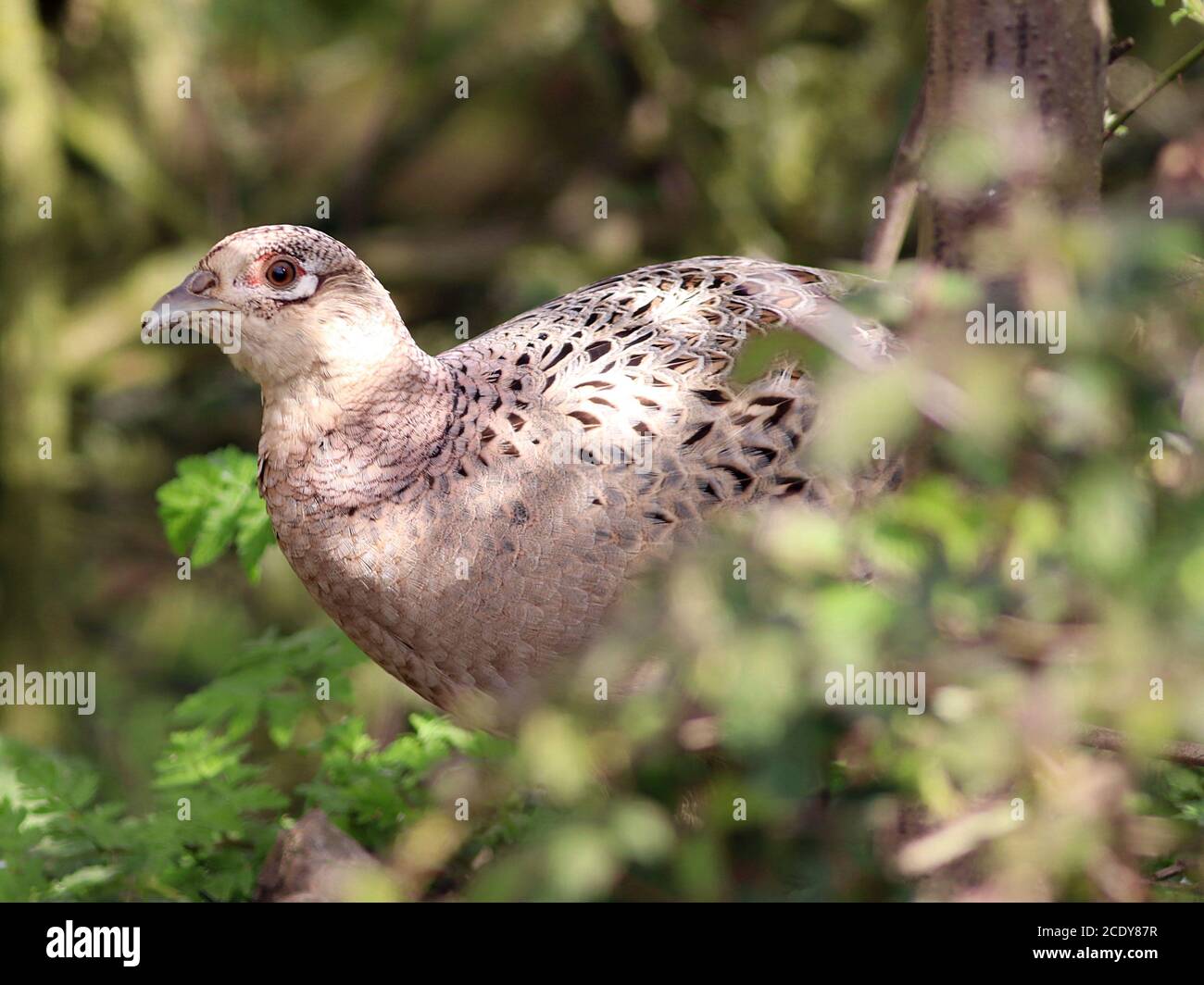 Female pheasant Stock Photo