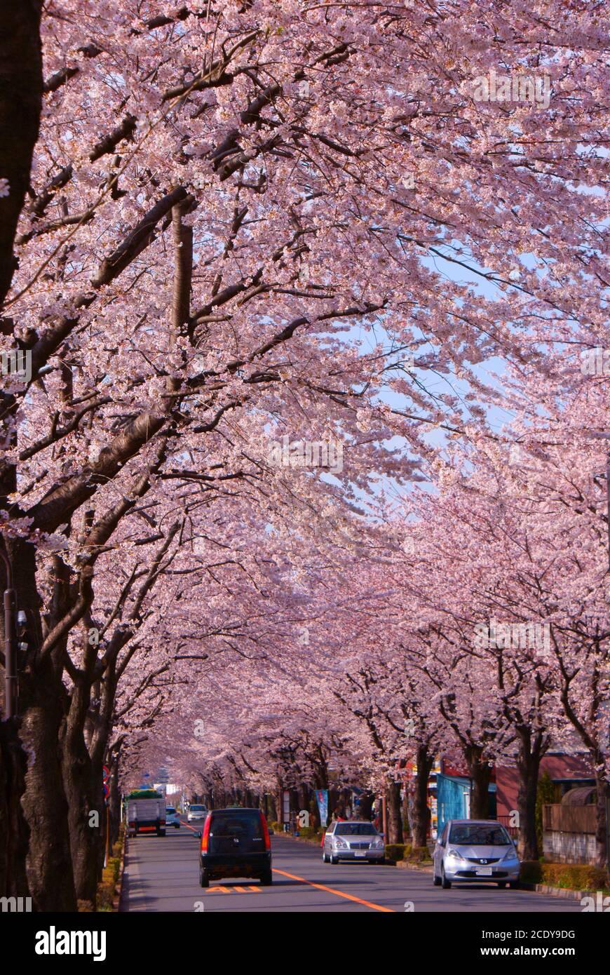 Sakura image of a Japanese garden Stock Photo - Alamy