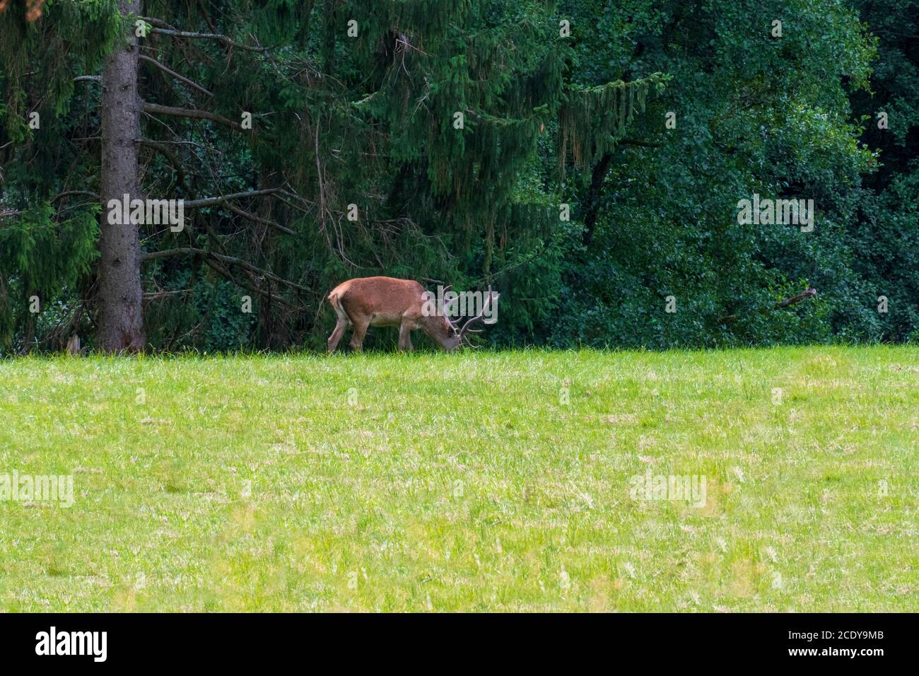 Hirsch auf einer Lichtung im Wald frisst Gras Stock Photo