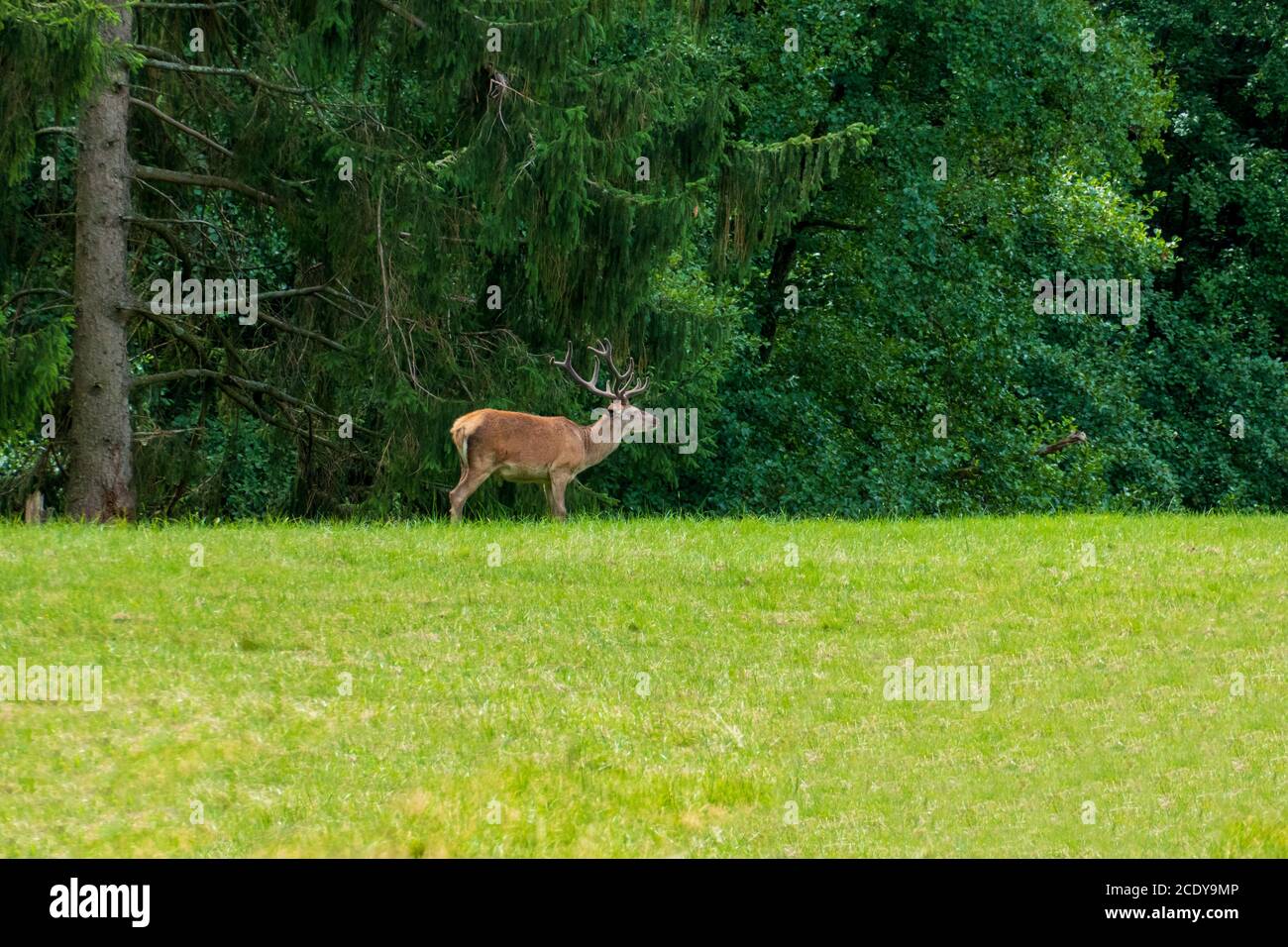 Hirsch auf einer Lichtung im Wald frisst Gras Stock Photo