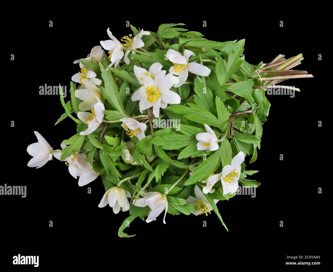 Bouquet from gentle  first forest springs white snowdrops  flowers lie on table isolated Stock Photo