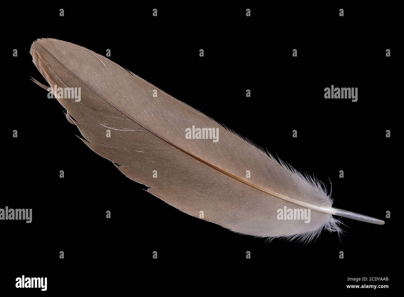 A small duck brown feather lies on a black table isolated Stock Photo
