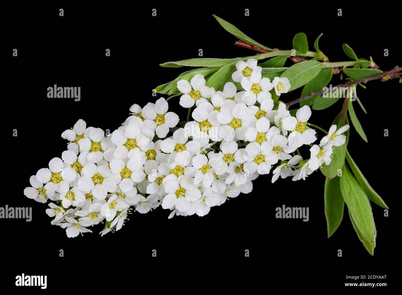 White spring blossom flowers of forest Bird Berry tree isolated on black Stock Photo