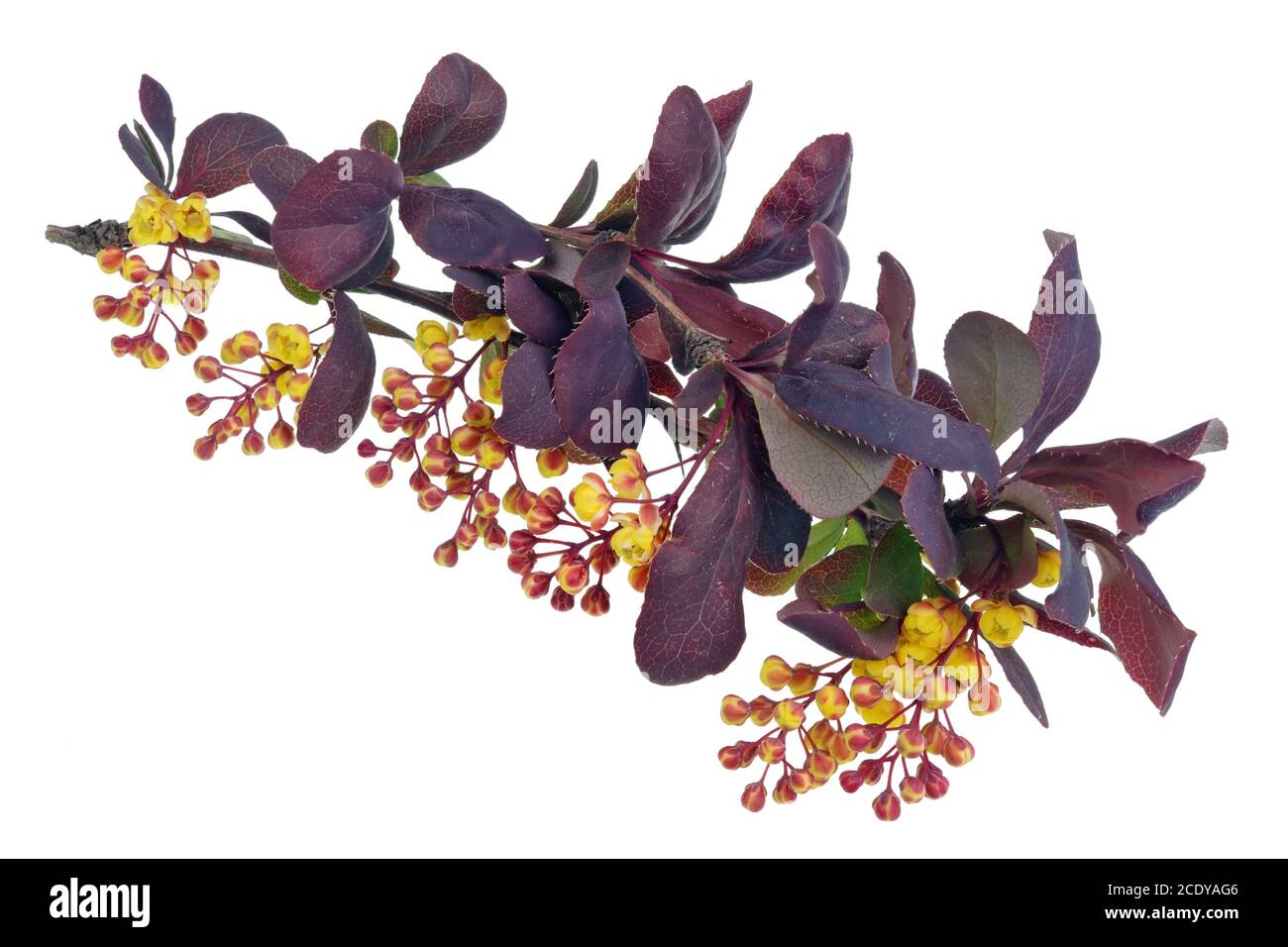 Spring May branch of blossoming wild barberry bush with yellow small flowers isolated Stock Photo