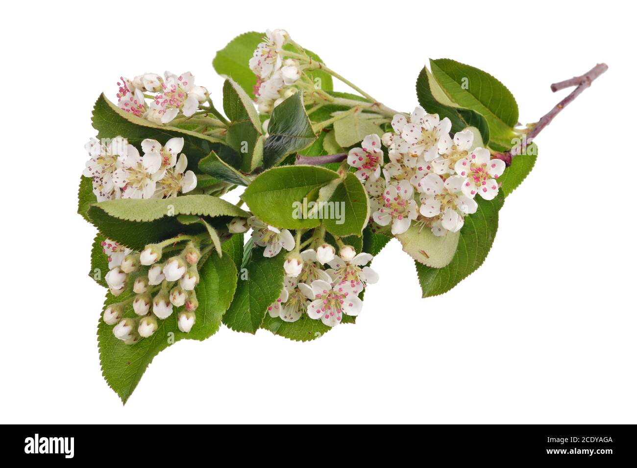 Spring May branch of blossoming wild Bird Cherry tree with white small flowers isolated Stock Photo