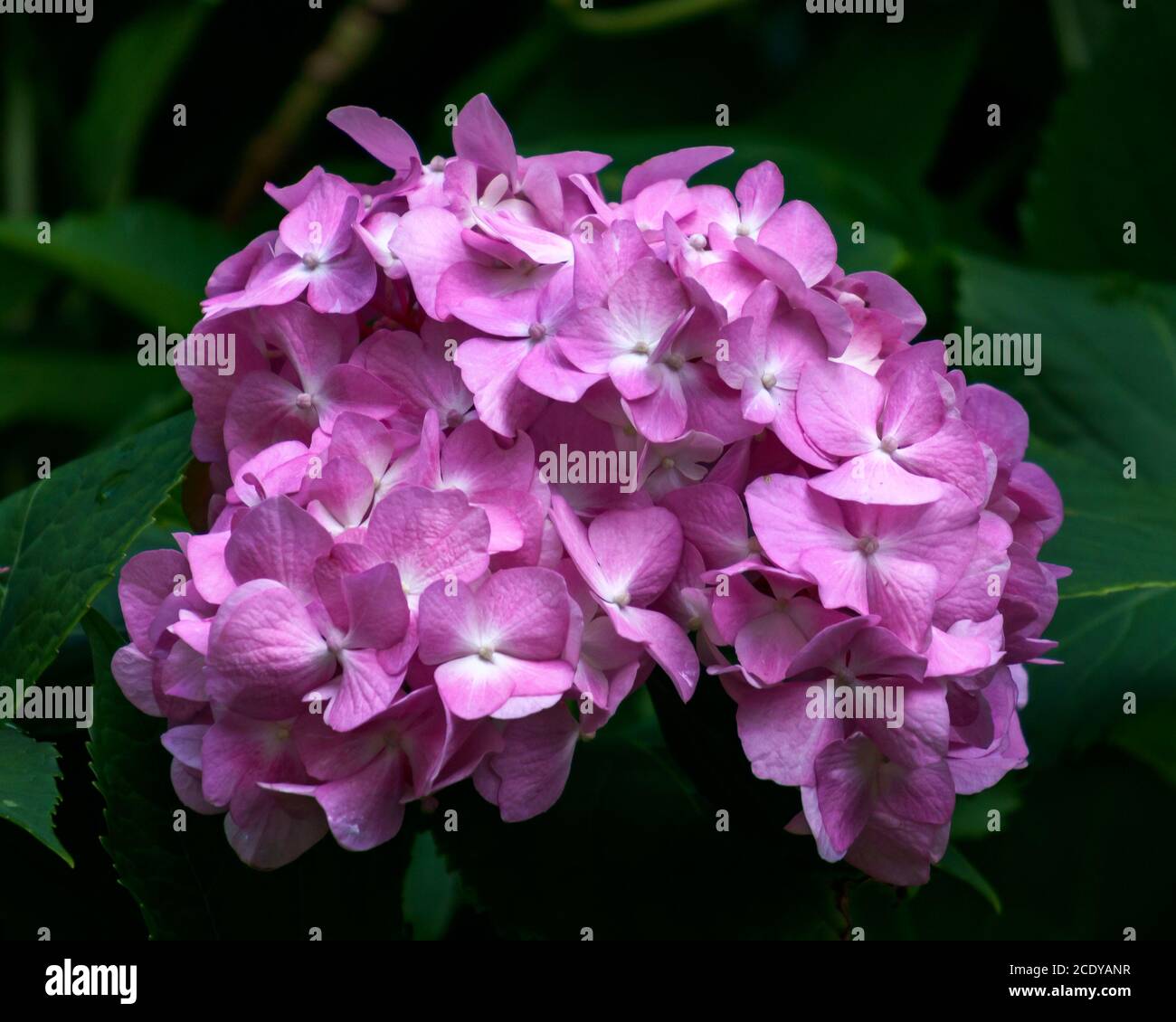Beautiful pink large flowers of hydrangea close-up Stock Photo - Alamy