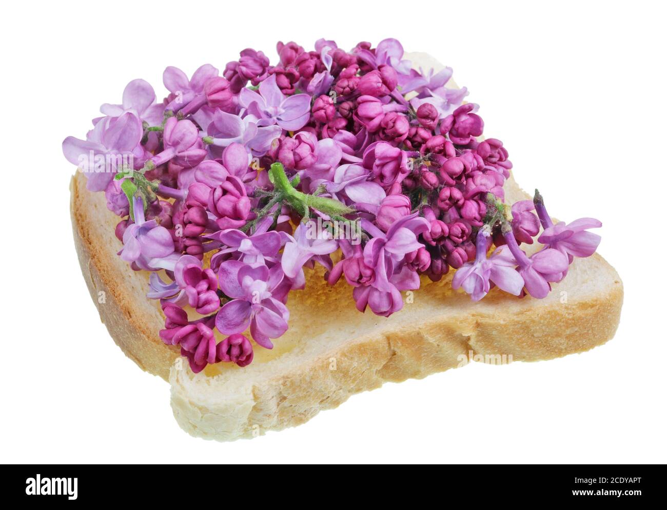 Fried toast bread with petals of spring purple lilac flowers- exotic food isolated Stock Photo
