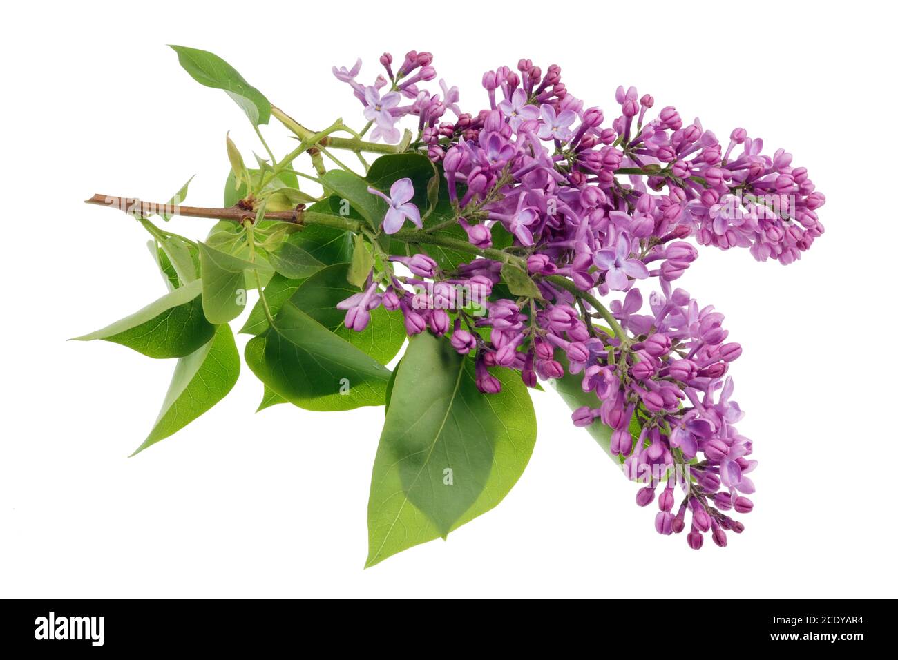 Flowers of light purple real lilac on small branches with leaves isolated Stock Photo
