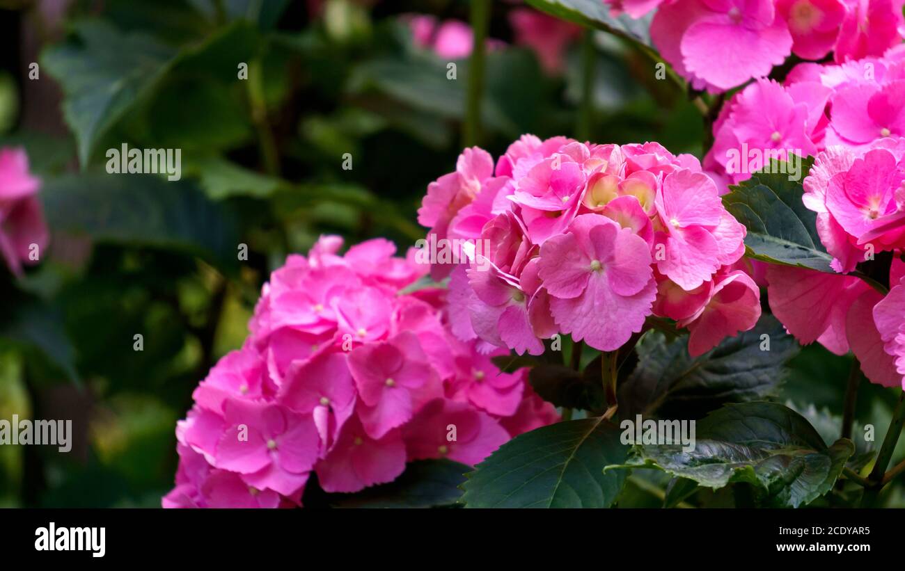Beautiful pink large flowers of hydrangea close-up Stock Photo - Alamy