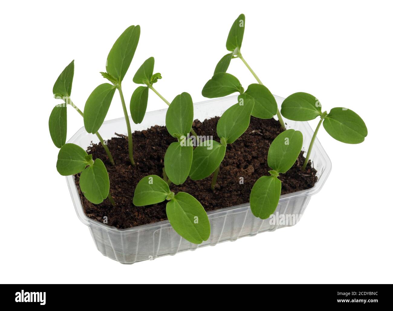 Plastic pot with  compost and  spring fragile sprouts of marrow vegetables isolated Stock Photo