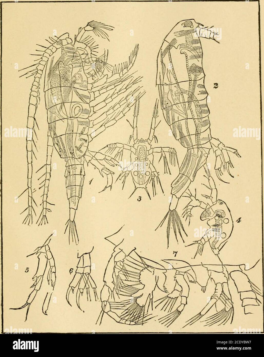 . A final report on the Crustacea of Minnesota, included in the orders Cladocera and Copepoda, together with a synopsis of the described species in North America, and keys to the known species of the more important genera . PLATE Q1 . Fig. 1. Diaptomus sp. Young male; external parts as yet butpartly developed showing alimentary and reproductivesystems as well as a portion of the muscular system.The looped tube is the vas deferens. The small irreg-ularly coiled tube anteriorly is the shell-gland orkidney. Fig. 2. female with ovary, oviducts and heart. Figs. 3-4. Nauplius larva of same. Figs. 5- Stock Photo