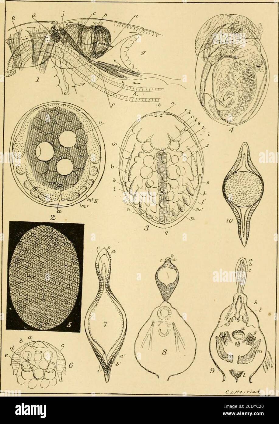 . A final report on the Crustacea of Minnesota, included in the orders Cladocera and Copepoda, together with a synopsis of the described species in North America, and keys to the known species of the more important genera . Annual R/port PLATE I. Gcol & Sat Hist Sur Minn... PLATE Q. Fiff FFFFFFFFFFFFFFFFF 1.2.3.4.5.6.7.8.9.10.11.12.13.g.l4.g. 15.g.l6.g.l7.g. 18. g g Alonella pulchella, female. reticulations. post-abdomen.Alona modesta^ male.Diaptomus similis, female. 5a. jaw. fifth foot of male. female.minnetonka, fifth foot of male. female. abdomen of female. stagnalis, margin of last thoraci Stock Photo