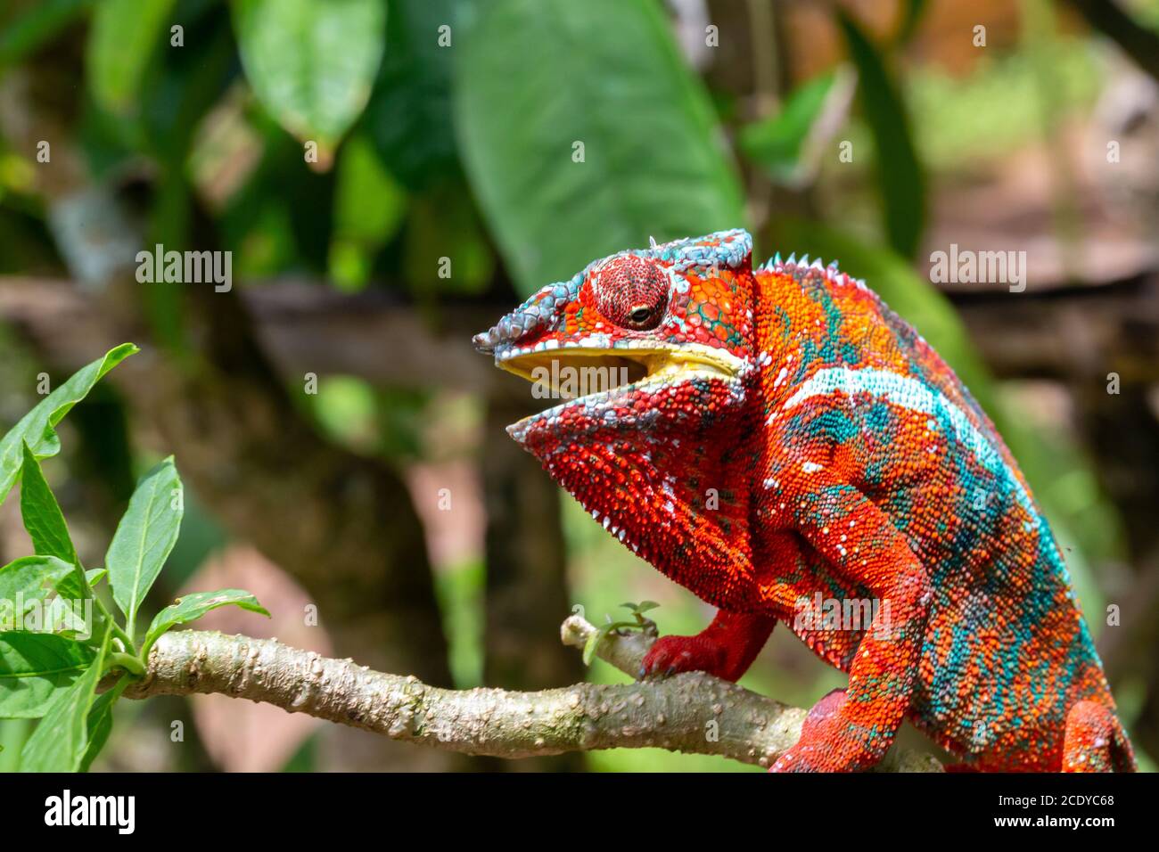 Colorful chameleon on a branch in a national park on the island of Madagascar Stock Photo