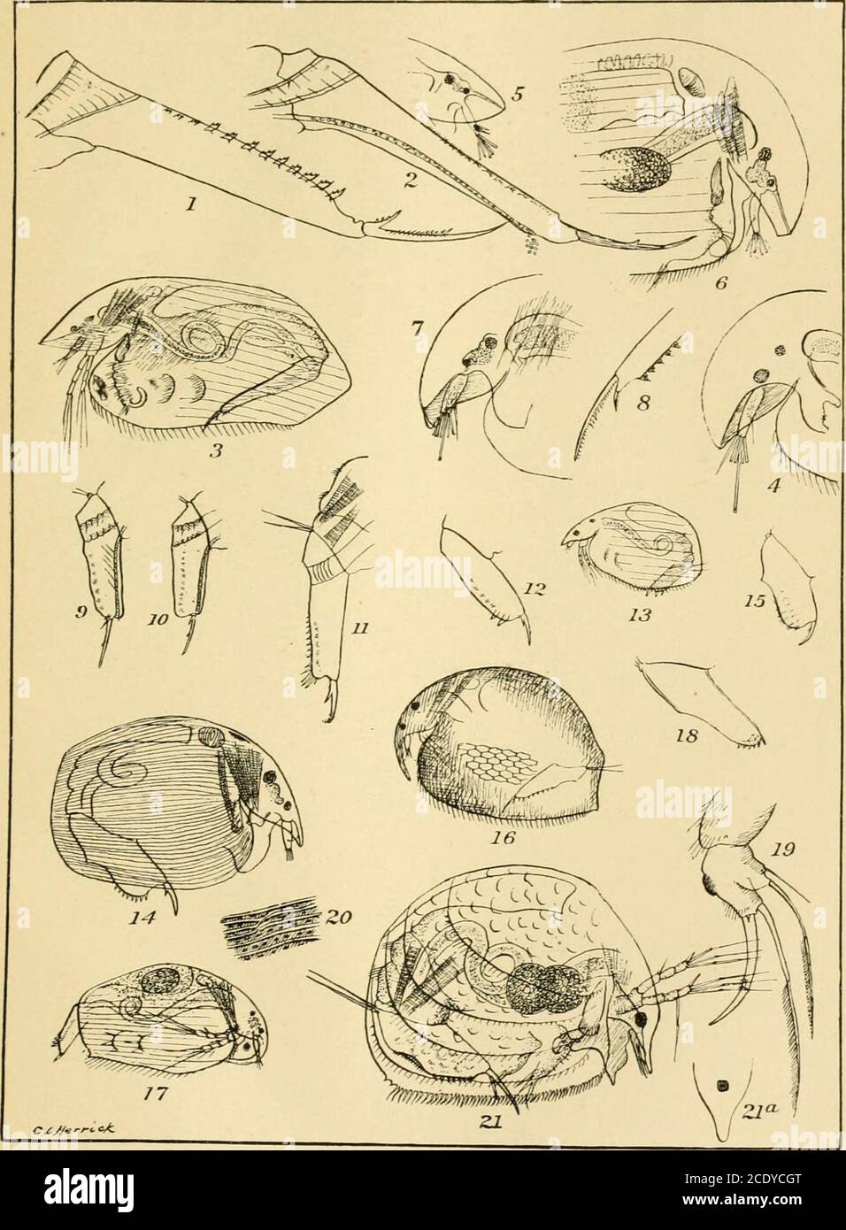 . A final report on the Crustacea of Minnesota, included in the orders Cladocera and Copepoda, together with a synopsis of the described species in North America, and keys to the known species of the more important genera . PLATE I. Camptocercus rectirostris^ post-abdomen of female. do. post-abdomeu of male. do. male. Camptocercus biserratus, head. Camptocercus latirostris, head of male. do., head of female, Camptocercus lilUjehorgii^ head. do., post-abdomeu of female. Acroperus leucocephalus, post-abdomen of male. Acroperus angustatus, ^ Alona temiicaudis, post-abdomen. Alona dentata, post-ab Stock Photo