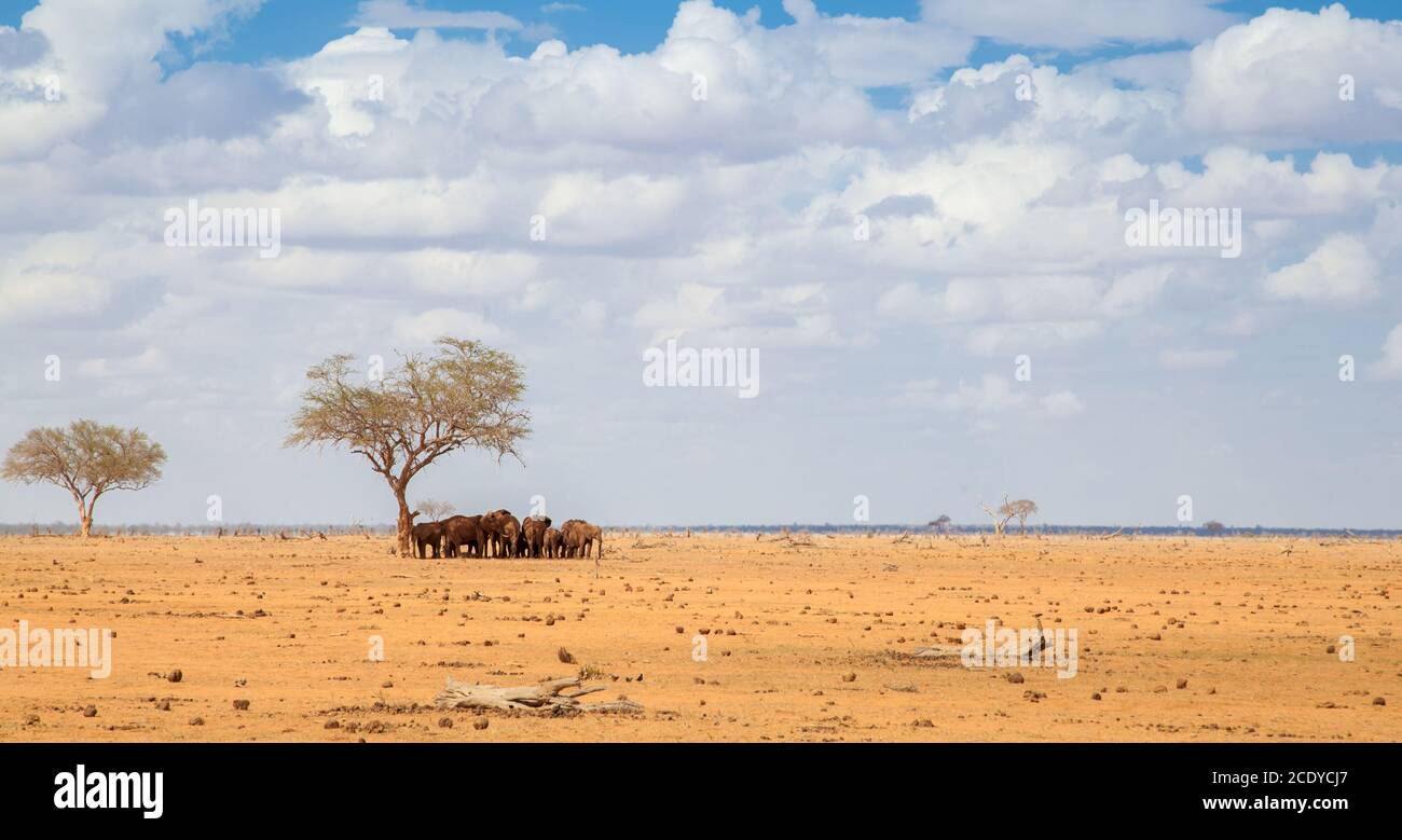 A lot of elephants standing under a big tree, on safari in Kenya Stock Photo