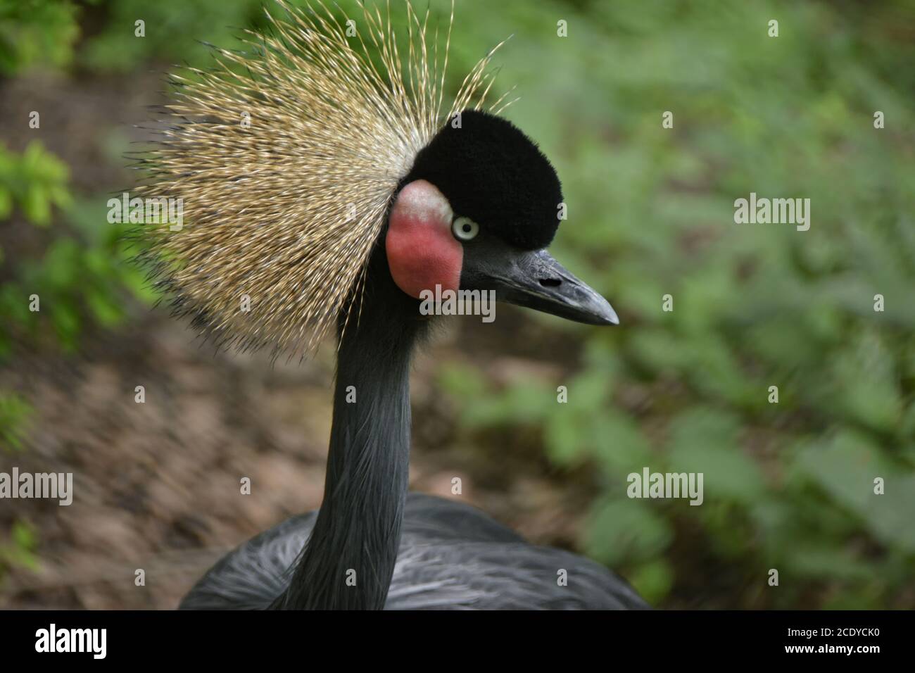 black crowned crane Stock Photo - Alamy