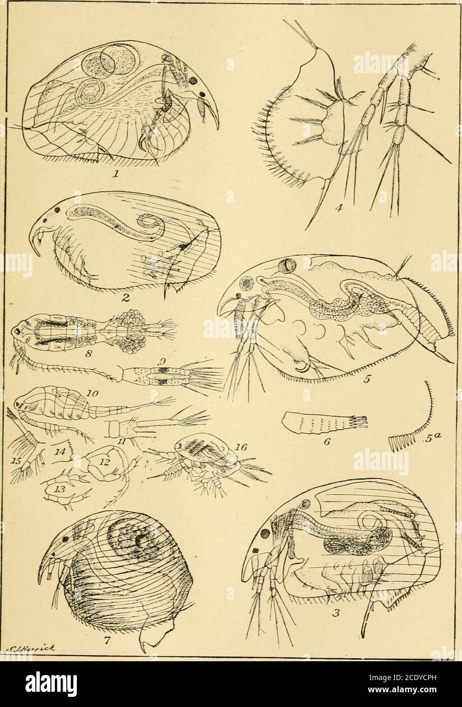 . A final report on the Crustacea of Minnesota, included in the orders Cladocera and Copepoda, together with a synopsis of the described species in North America, and keys to the known species of the more important genera . PLATE H. Fig. 1. Pleuroxus Jmrnatus, post-abdomen and antenna. Fig. 2. Pleuroxus affinis. Fiff. 3. Alona modestu {= lineata?) Fig. 4. Leydigia quadrangularis. Fig. 5. Euri/cercus lamellatus, male; 6&. i^osterior margin. Fig. 6, do, antenna of female. Fig. 7. Ahnella pygmwa. Fig. 8. Temora qfinis, Foppe. female. Jfig, 9. do., abdomen of female. Fig. 10. do,, male. Fig. 11. d Stock Photo