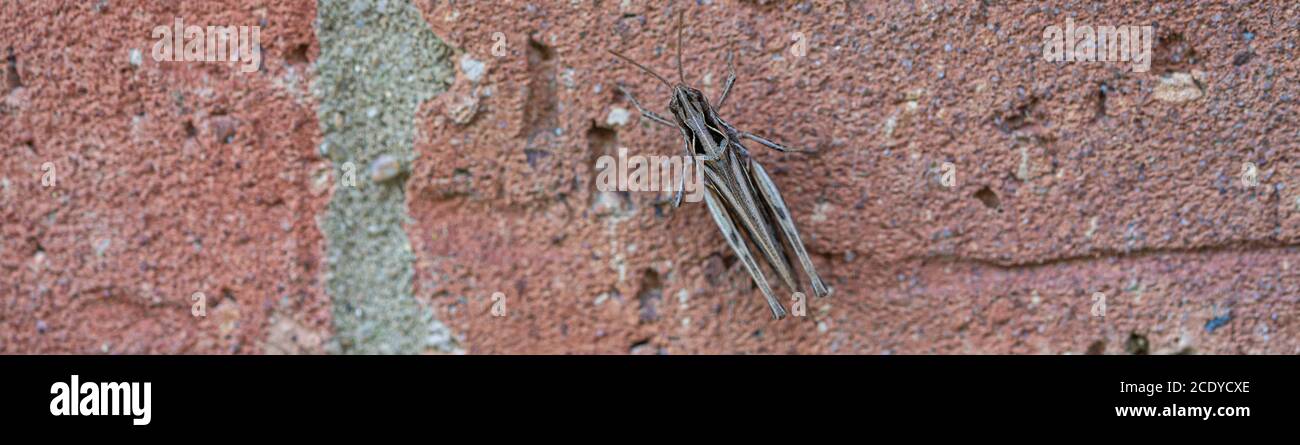 Single Cricket Macro on red brick wall banner panoramic Stock Photo