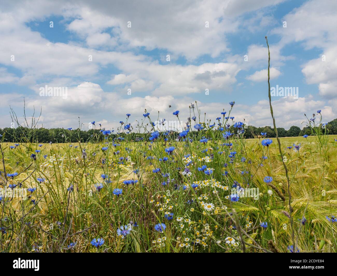 summer fields in germany Stock Photo