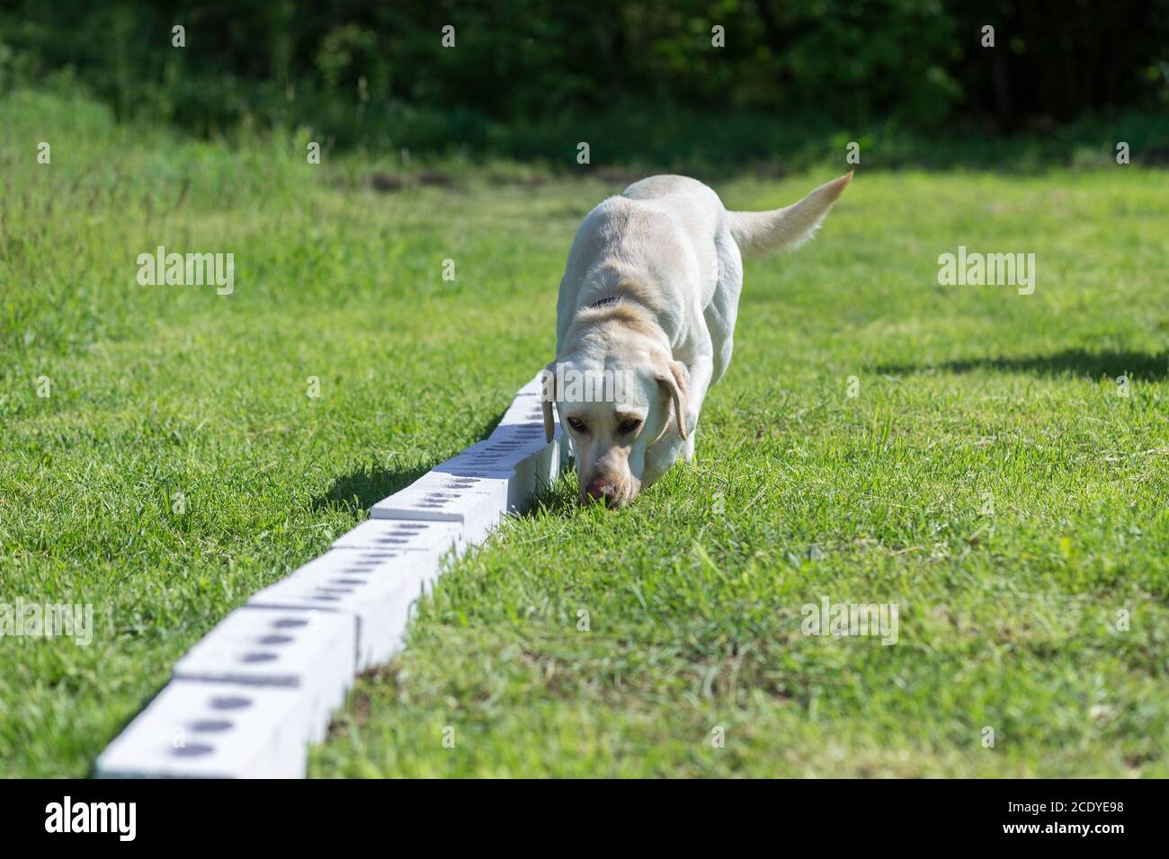White Labrador Retriever sniffs a row of containers in search of one with a hidden object. Training to train service dogs for the police, customs or b Stock Photo