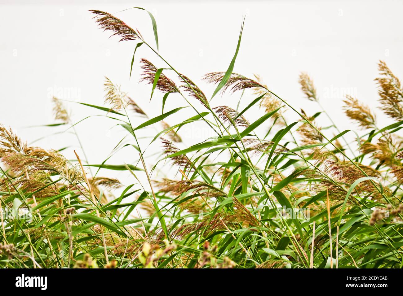Summer background - lake reeds with seed panicles. Coastal landscape. Stock Photo