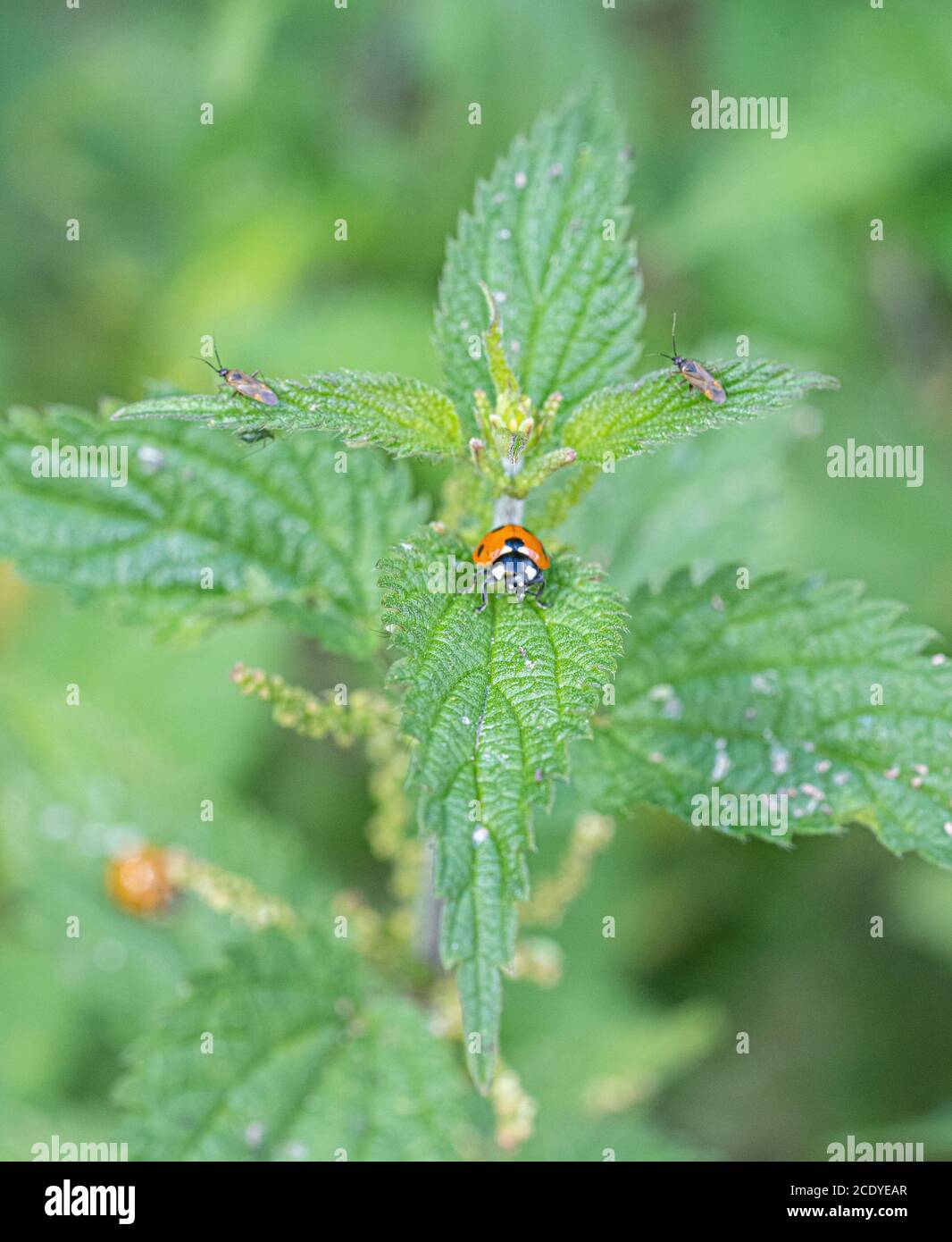 Marco Grass High Resolution Stock Photography and Images - Alamy