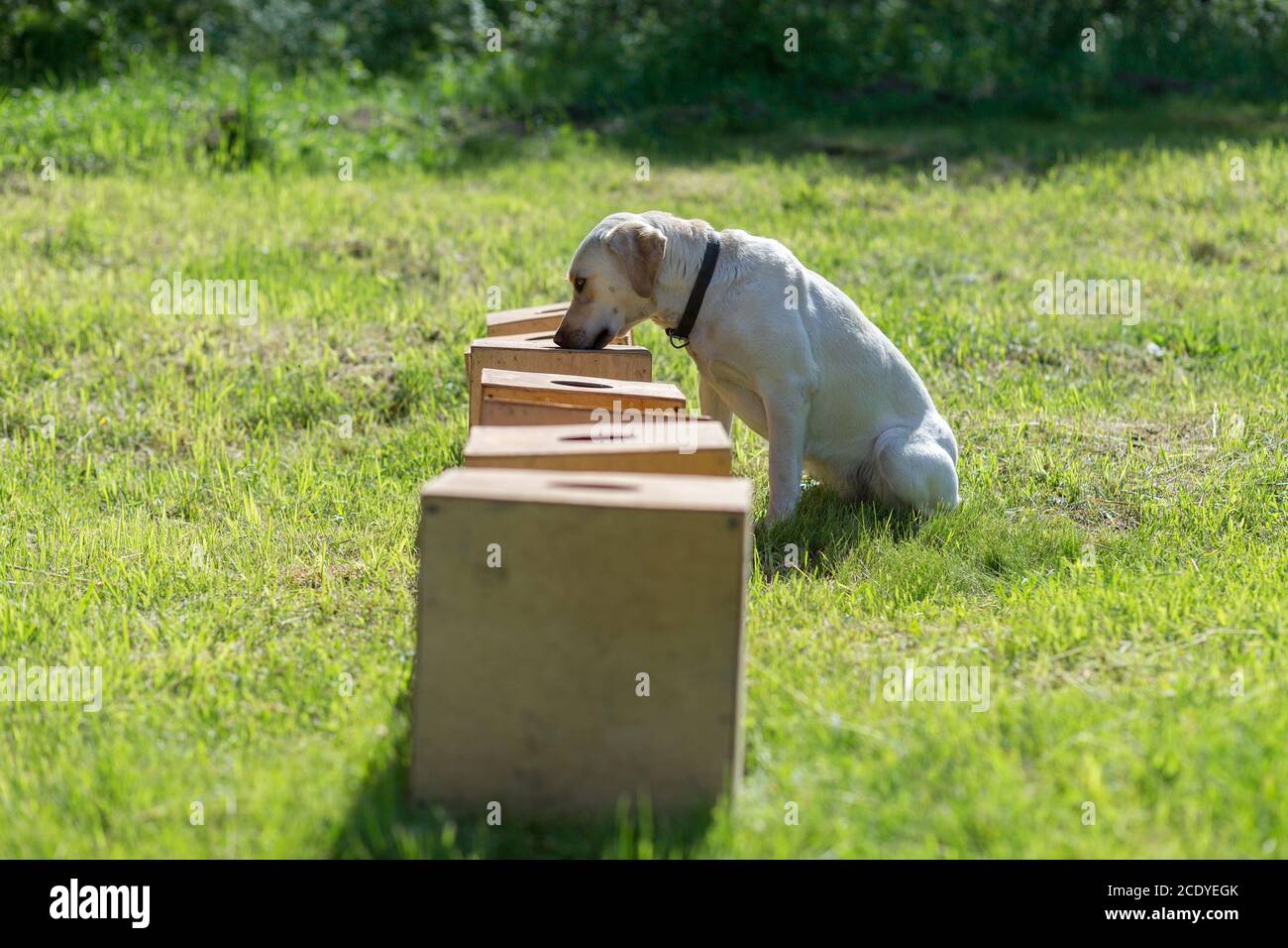 White Labrador Retriever sniffs a row of containers in search of one with a hidden object. The dog sits down and freezes to tell the owner that it has Stock Photo