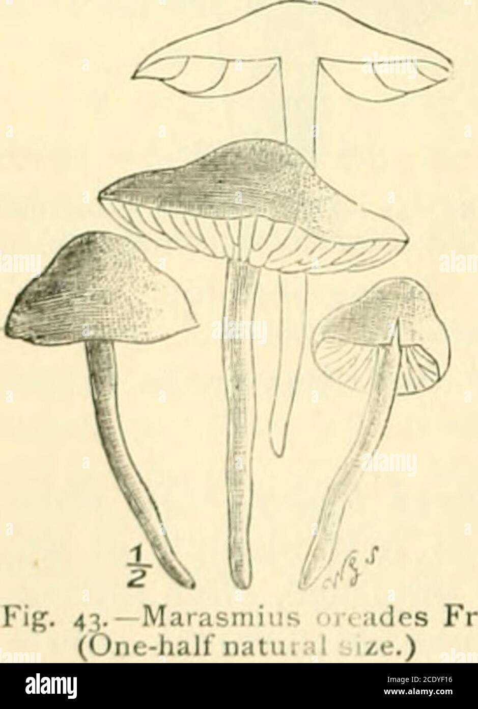 . Guide to Sowerby's models of British fungi in the Department of Botany, British Museum (Natural History) . ckened at both ends, red-brown,paler at the apex. M. purrcus is frequent in woods, especially among oak leaves;its strong odour of garlic is characteristic, but not peculiar, as twoother species possess it. The odour passes away in drying. 113. Marasmius oreades Fr. The Fairy-ring Champignon.—Pileus at first pale livid buff in colour, with a darker disc, becoming paler when dry, hygrophanous, convex,then plane, somewhat umbonate, even,smooth, slightly striate at the marginwhen moist; gi Stock Photo