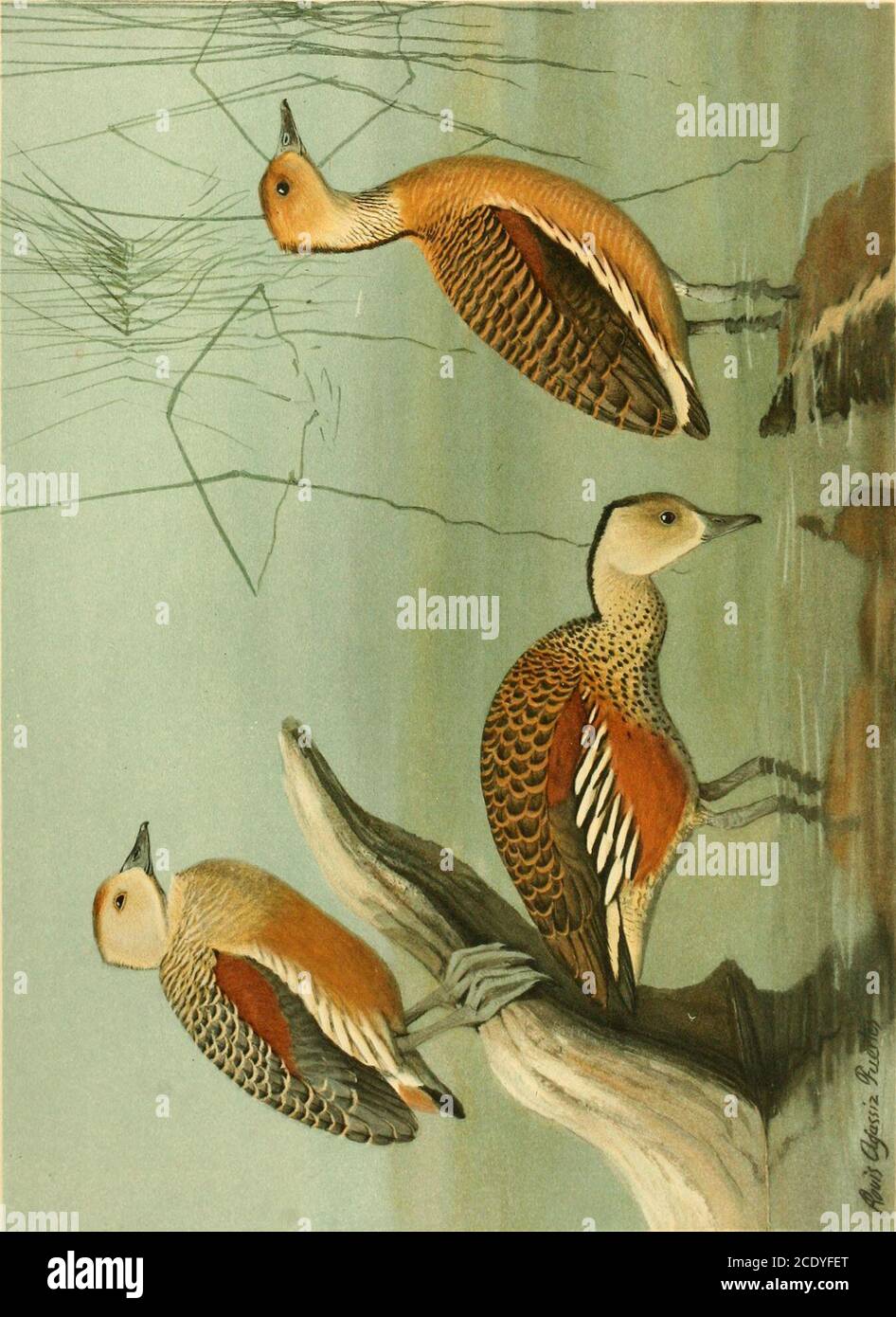 . A natural history of the ducks . des Sci. Nat., vol. 5, p. 136, 1816.Dendrocygna fulva Hartlaub, Syst. Verzeichn. Ges. Mus., p. 118, 1844.Dendrocygna arcuata G. R. Gray, List Birds Brit. Mus., vol. 3, p. 131, 1844 {nee Cuvier).Dendrocygna major Jerdon, Madras Journ., vol. 12, p. 218, 1840.Dendrocygna bicolor helva Wetmore and Peters, Proc. Biol. Soc. Washington, vol. 35, p. 42, 1922. Vernacular Names English: Fulvous or Fulvous-bellied Tree DuckLarger or Greater Whistling TealBrown Tree DuckBrown VicissiYellow-bellied FiddlerRufous DuckMexican DuckSquealerSpanish CavalierLong-legged Duck Fre Stock Photo