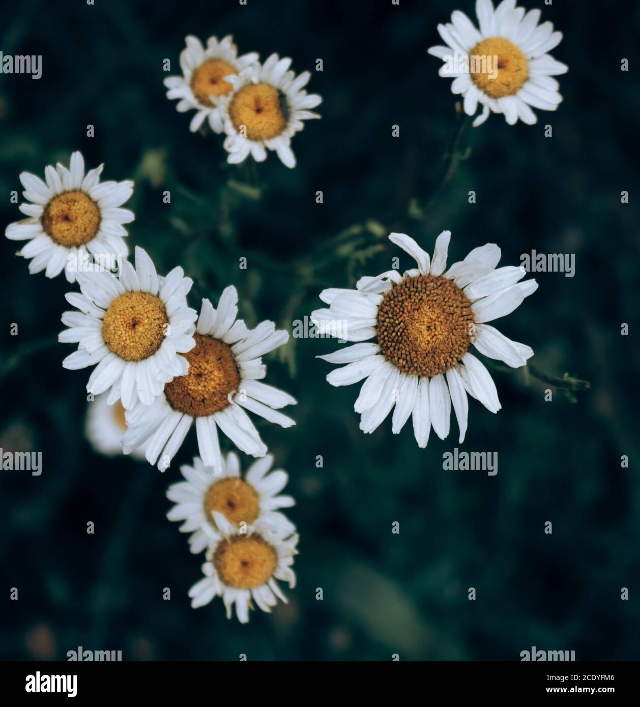 Wildflowers collection hi-res stock photography and images - Alamy