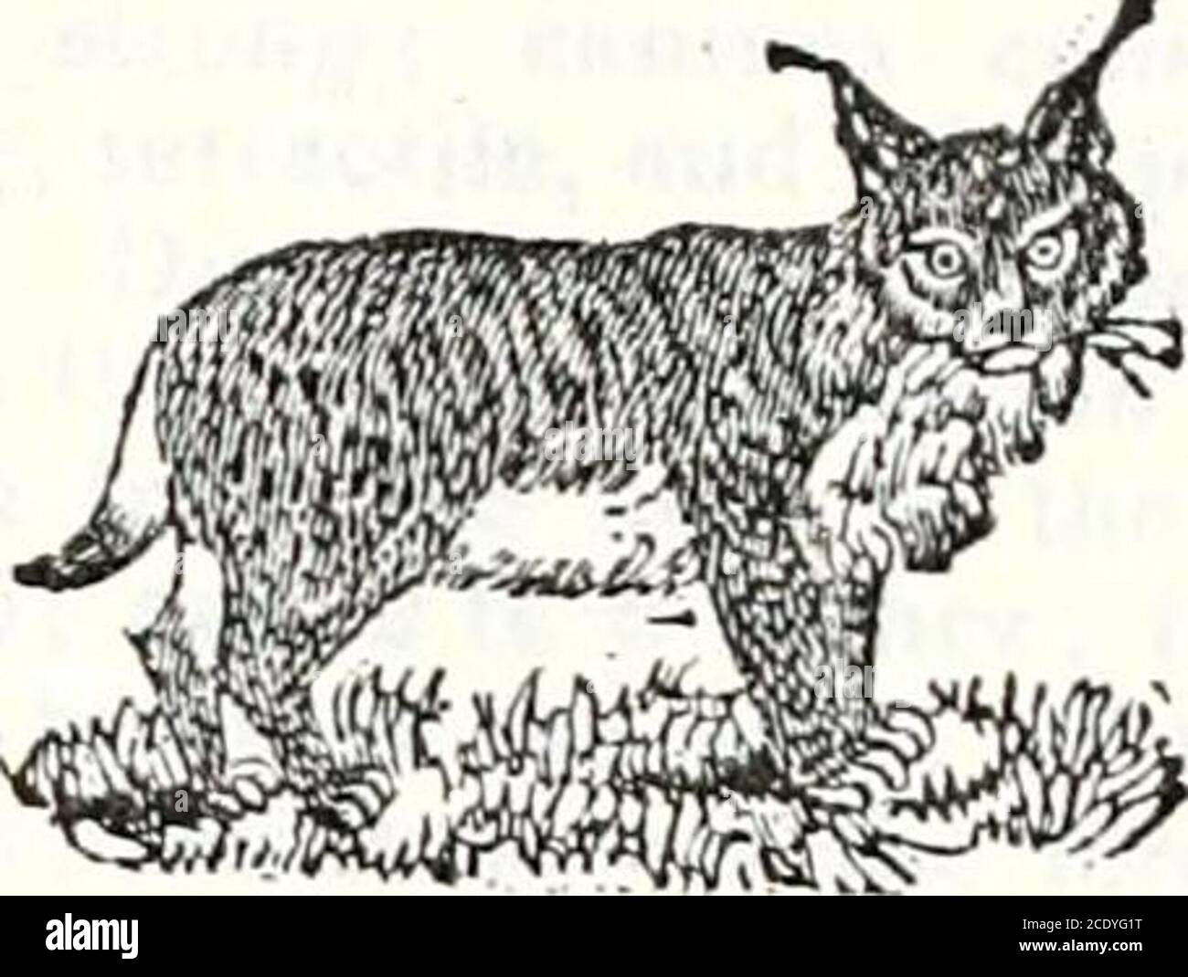Cisors High Resolution Stock Photography and Images - Alamy