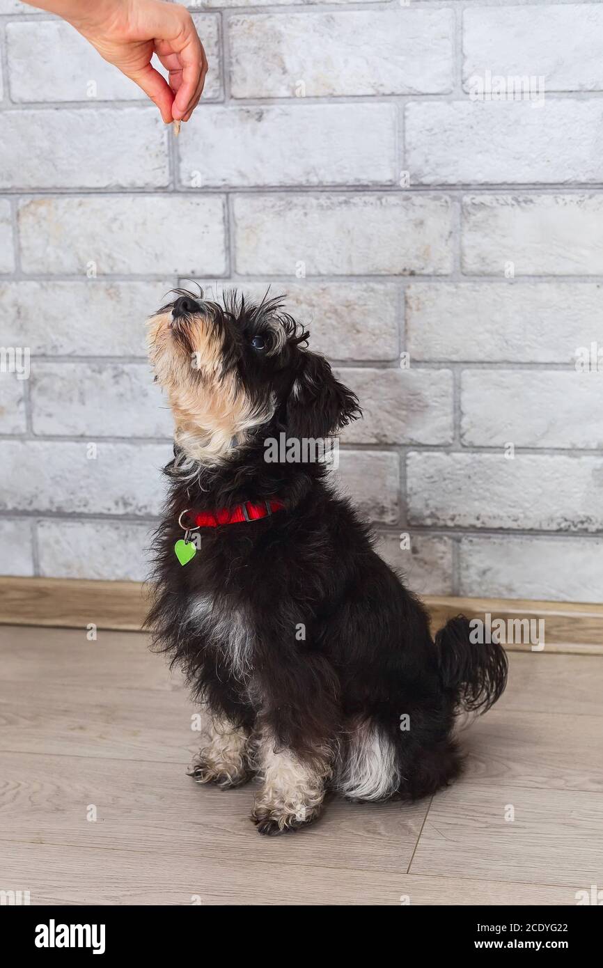 Miniature mini schnauzer puppy looking treat Stock Photo