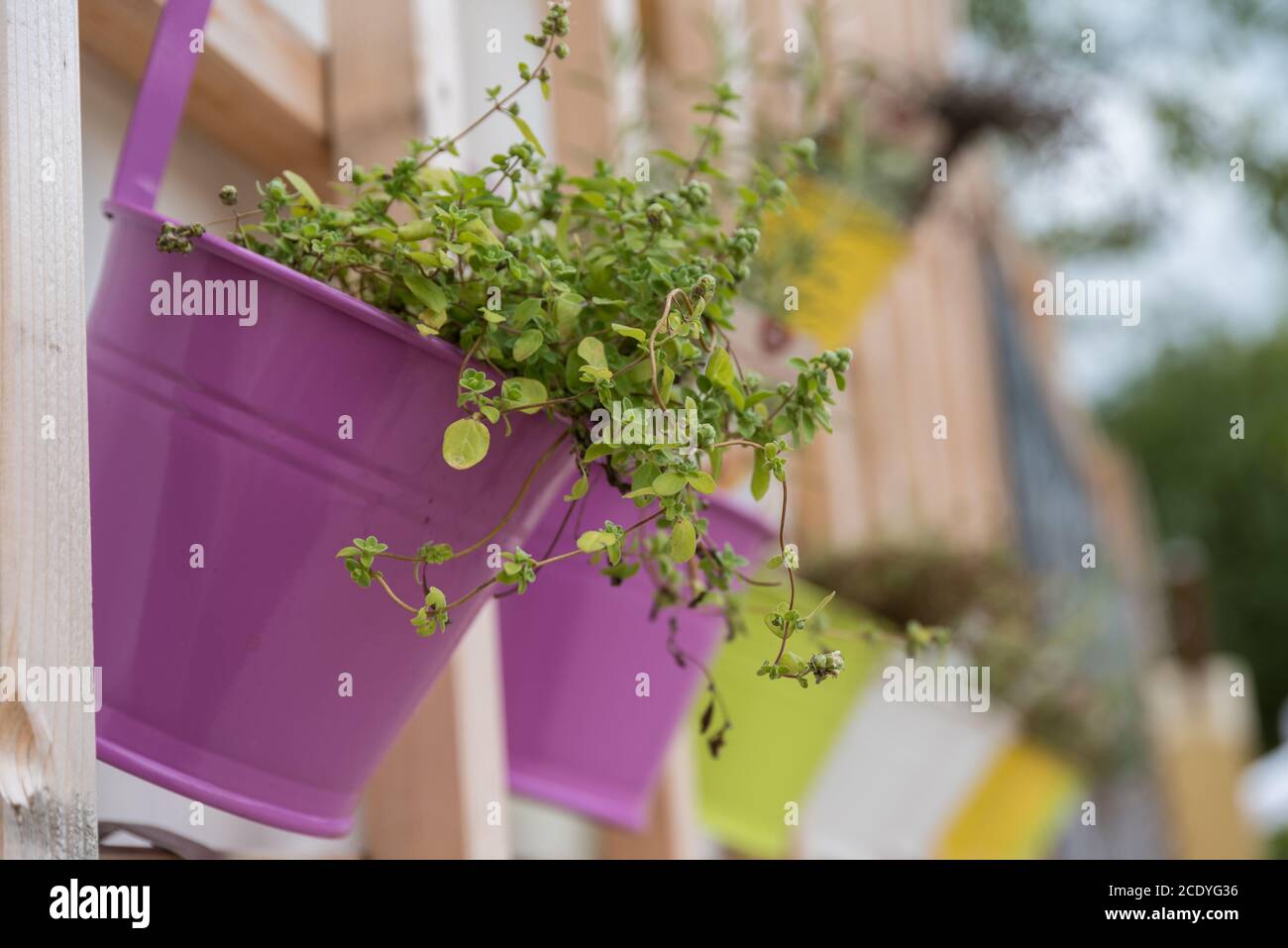 Spice plants in decorative hanging pots on the balcony Stock Photo