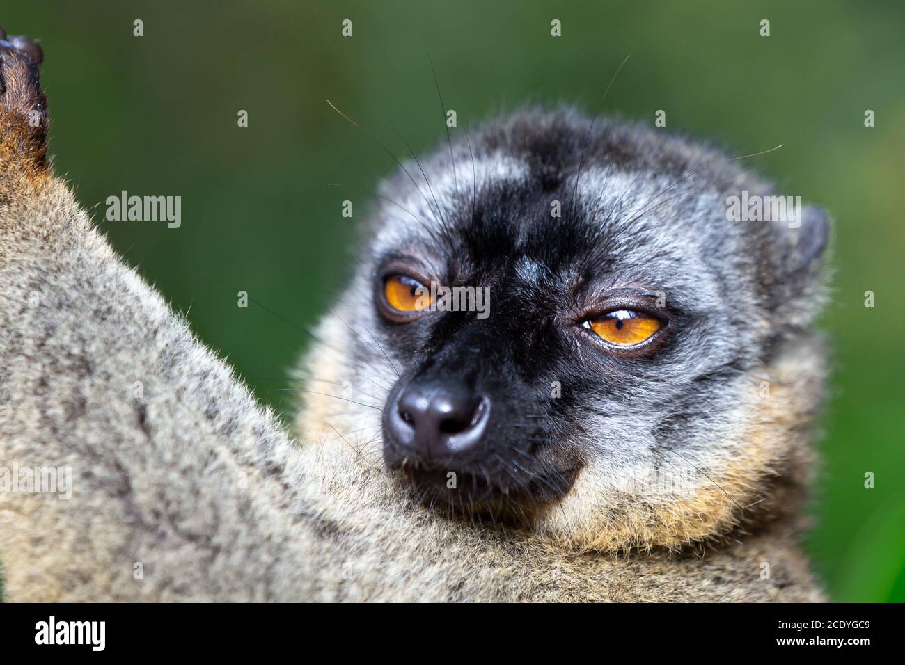 Lemurs in a rain forest on the trees, hopping from tree to tree Stock Photo