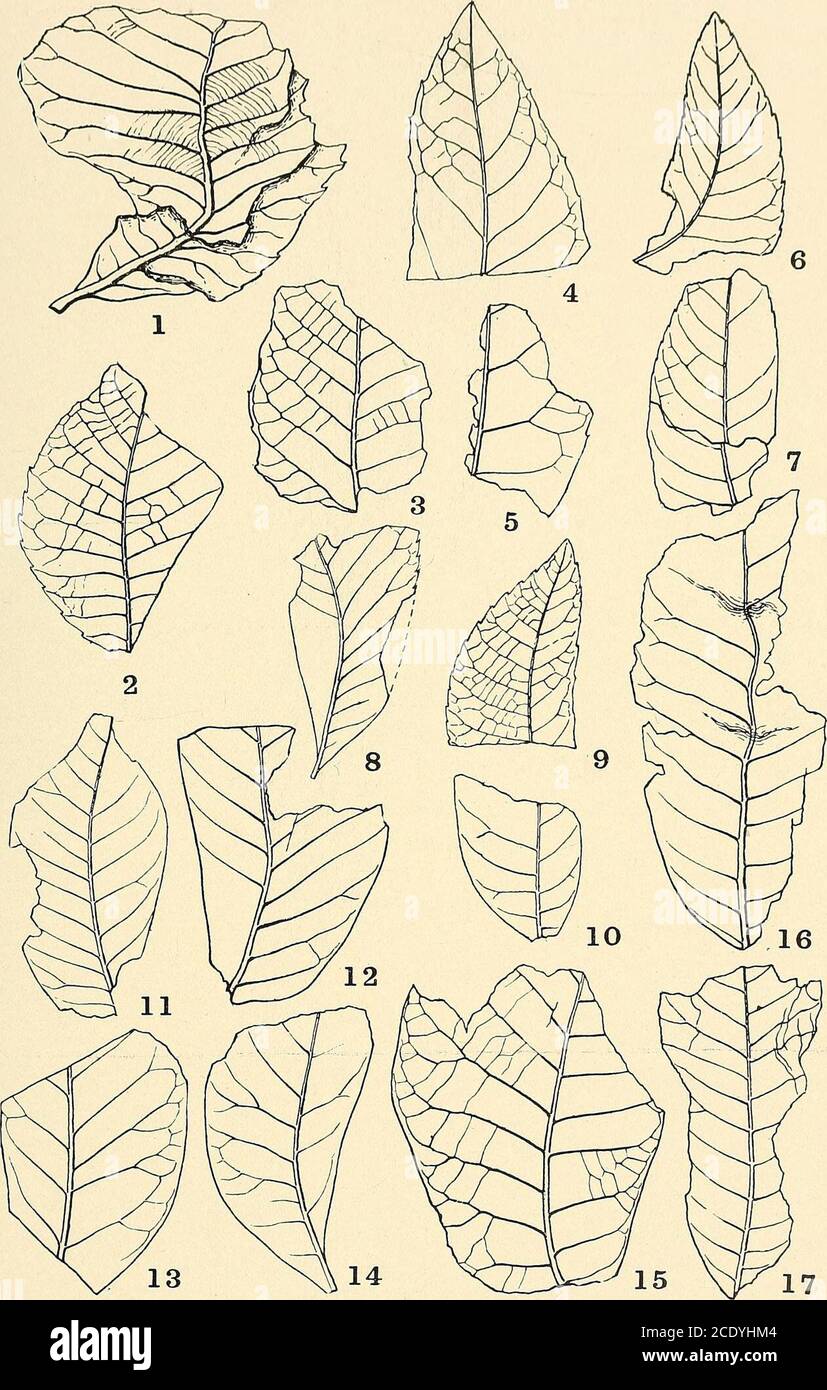 . Maryland geological survey . PLATE LXXII. PAGE Figs. 1, 16, 17. Hicoria pseudo-glabra Hollick 221 Fig. 2. Prunus ? merriami Knowlton 233 Figs. 3-5. Quercus glennii Hollick 226 Figs. 6-10. Pterocarya denticulata (Web.) Heer 222 Figs. 11-14. Sapindus marylandtcus Hollick 234 Fig. 15. JtjGlans acuminata Al. Br 220 MARYLAND GEOLOGICAL SURVEY. PLIOCENE AND PLEISTOCENE, PLATE LXXII.. PLANTAE. PLATE LXXIII. PAGE Figs. 1-6. Platanus aceeoides Gceppert 231 279 MARYLAND GEOLOGICAL SURVEY. PLIOCENE AND PLEISTOCENE, PLATE LXXIII. Stock Photo