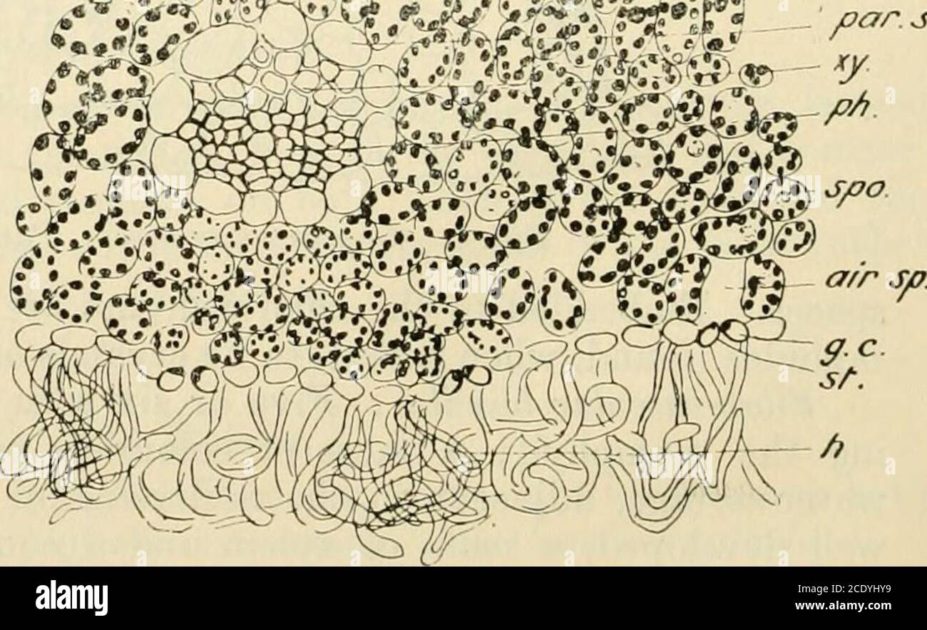 . Transactions and proceedings of the New Zealand Institute . ep. (upper)pa/. Aft lysvl «£•»• - p**- ^) xy.^pA.. Fig. 7.—Cassinia fulvidn : Part of T.S. of leaf. Pkgg.—Ecological Study of New Zealand Sand-dune Plants. 173E. Table of Leaf-characters, External and Anatomical. Growth-form. Leaf, Outward Appearance. ^! CDCD -w x FH Stems reducedor creeping. be a £«! O to is3 &gt;&gt;3 o tz&gt; t-to d CDCO .Q •£ 3.a a a, CD o*h r/l c« CD 1. Calamagrostis Billardieri.. 2. Arundo conspicua 3. Poa caespitosa 4. Festuca littoralis 5. Scirpus nodosus 6. frondosus 7. Carex pumila 8. Leptocarpus simplex 9 Stock Photo