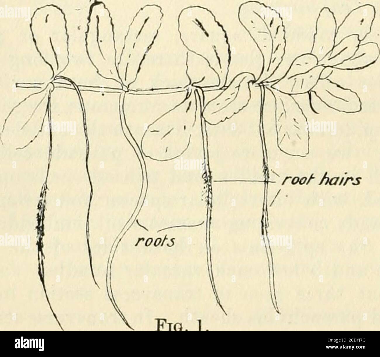 . Transactions and proceedings of the New Zealand Institute . considered along with thevariety of growth-forms, may in general be considered epharmonic. 11. Epilobium Billardierianum. (a.) Habitat.Found in moist sand-hollows. (6.) Groivih-form. Figs. 1 to 3. A small herb with the lower part of the stem rather woody and low-growing, from which arise several stolons running along the ground and * Trans. N.Z. Inst., vol. 44, p. 14. 166 Transactions. giving off rather long adventitious roots and leaves at short intervals.Stem reddish in parts, with tiny white hairs. Leaves glabrous, bright green, Stock Photo