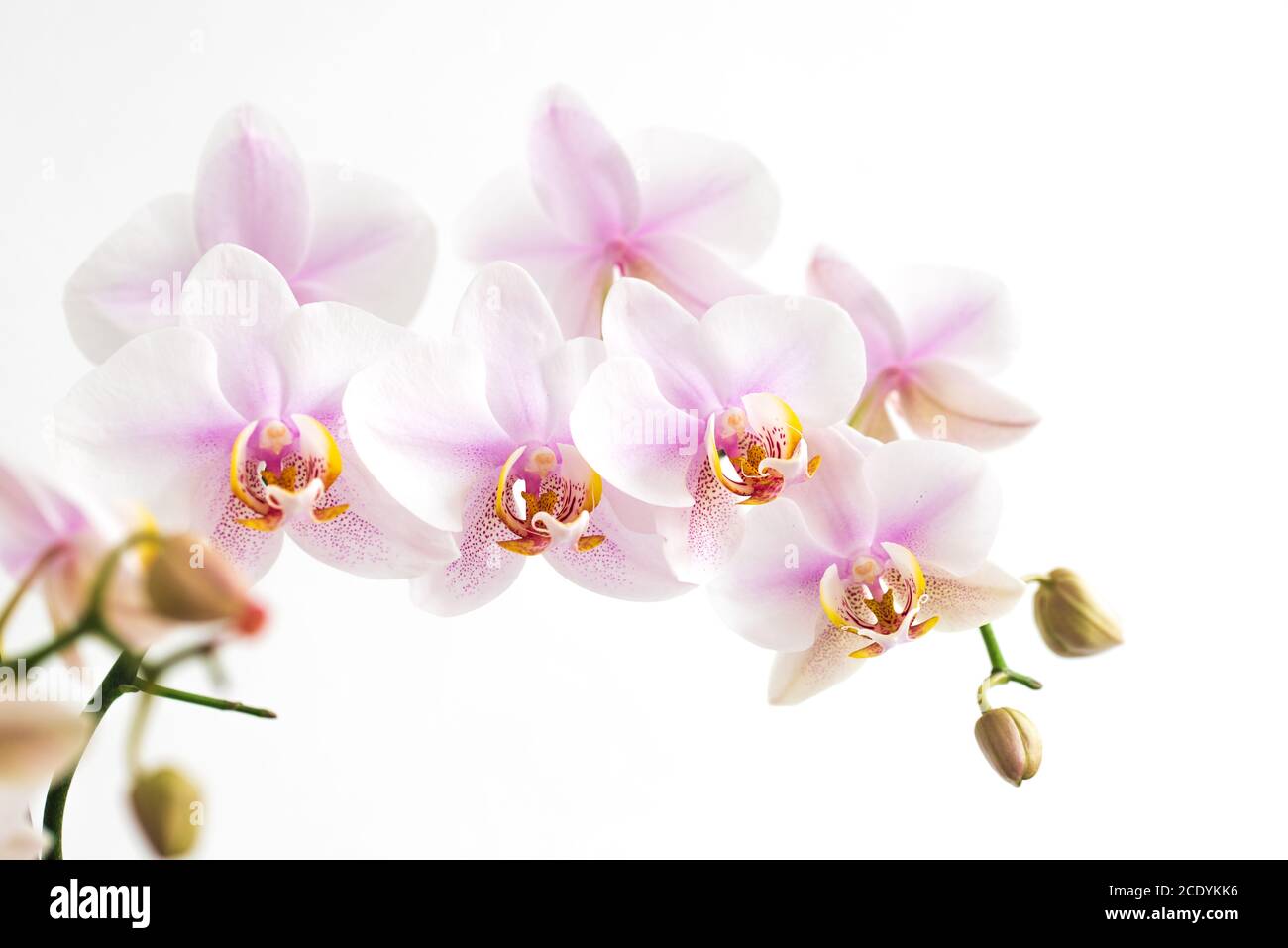 light pink orchid flowers isolated on white background closeup Stock ...