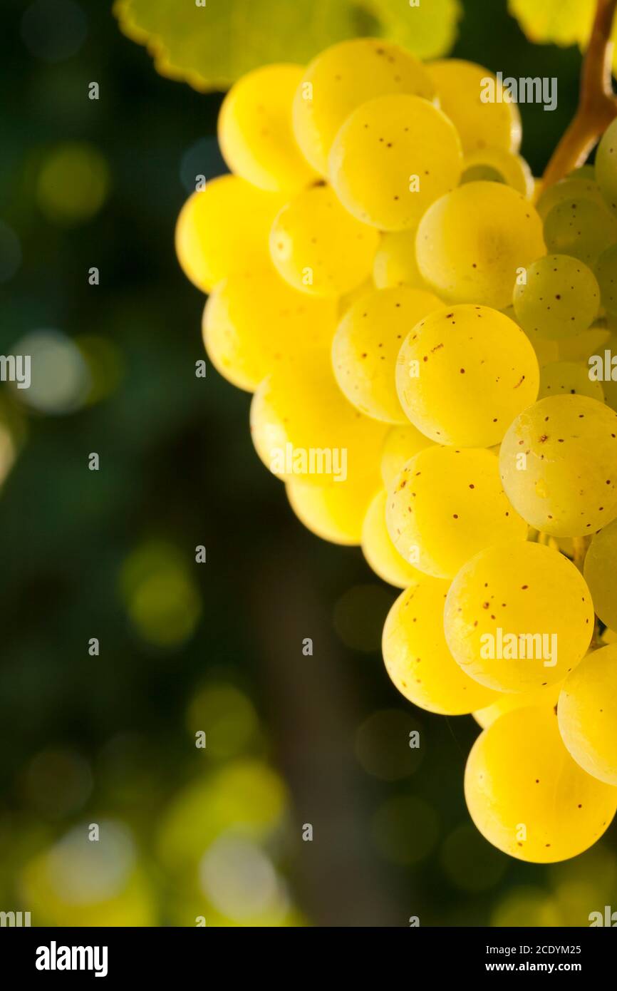 Close-up of a bunch of white wine grapes in the evening sun - selective focus Stock Photo