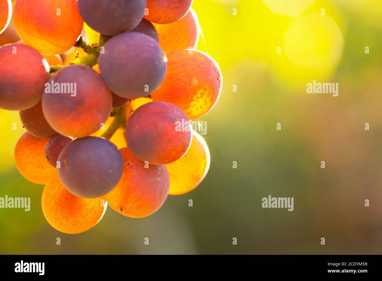 Extrem close-up of rose wine grapes in the morning sun - selective focus Stock Photo