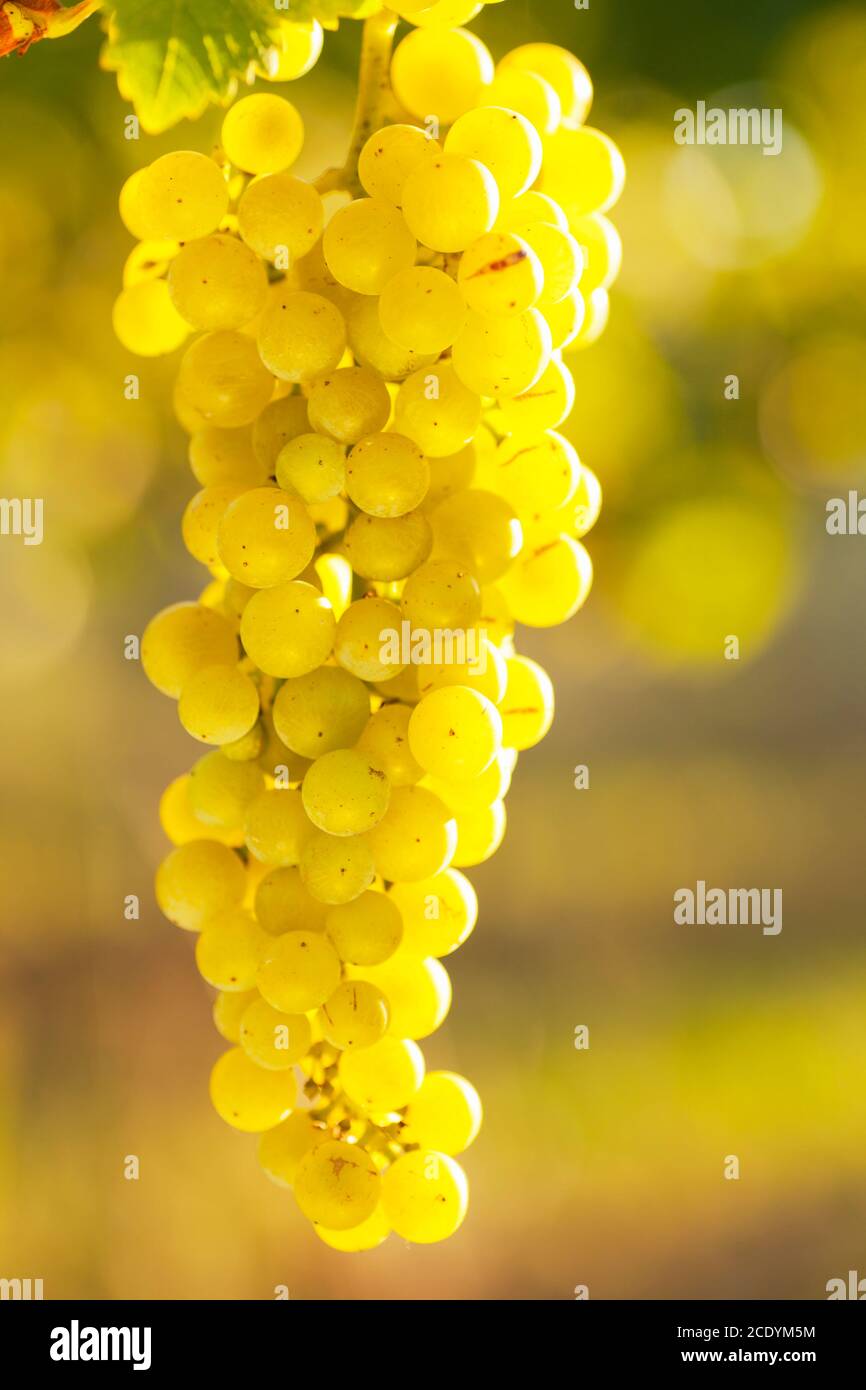 Close-up of a bunch of white wine grapes in the evening sun - selective focus Stock Photo