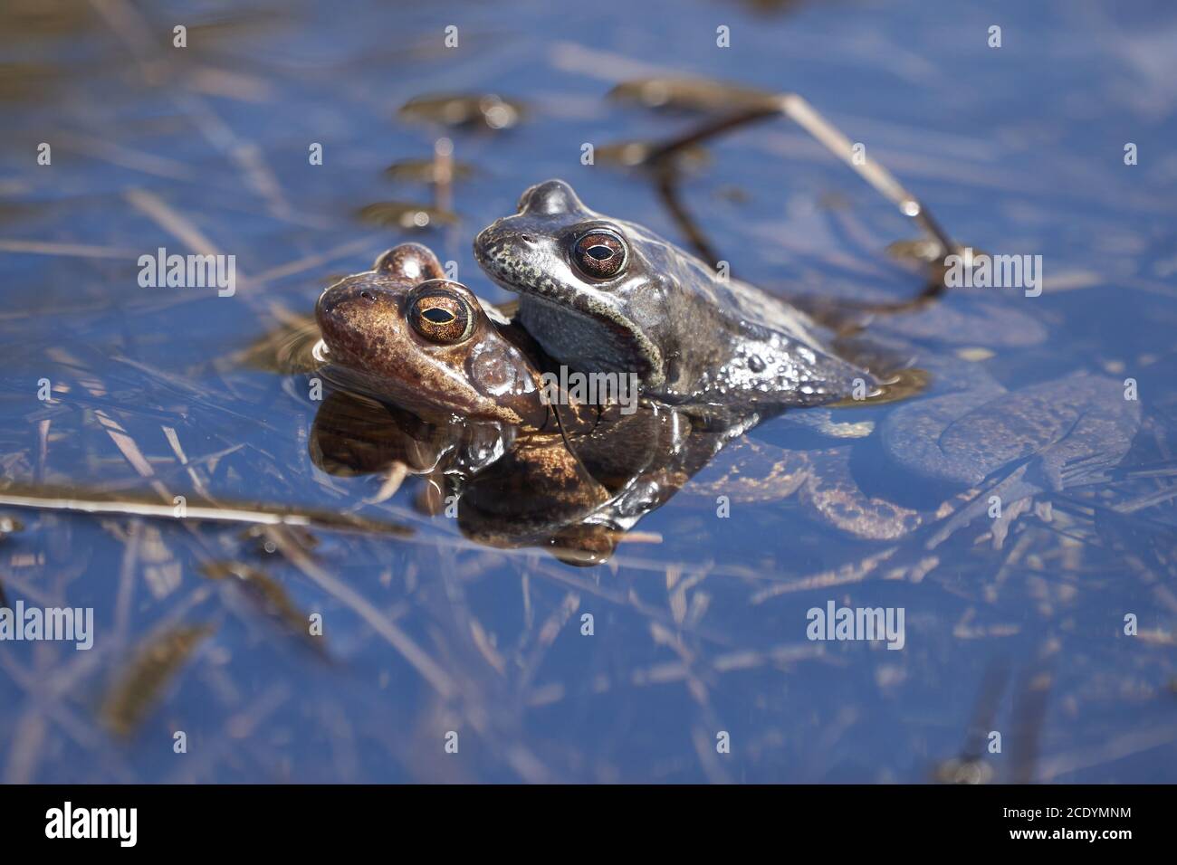 Water frog Pelophylax and Bufo Bufo in mountain lake with beautiful reflection of eyes Spring Mating Stock Photo