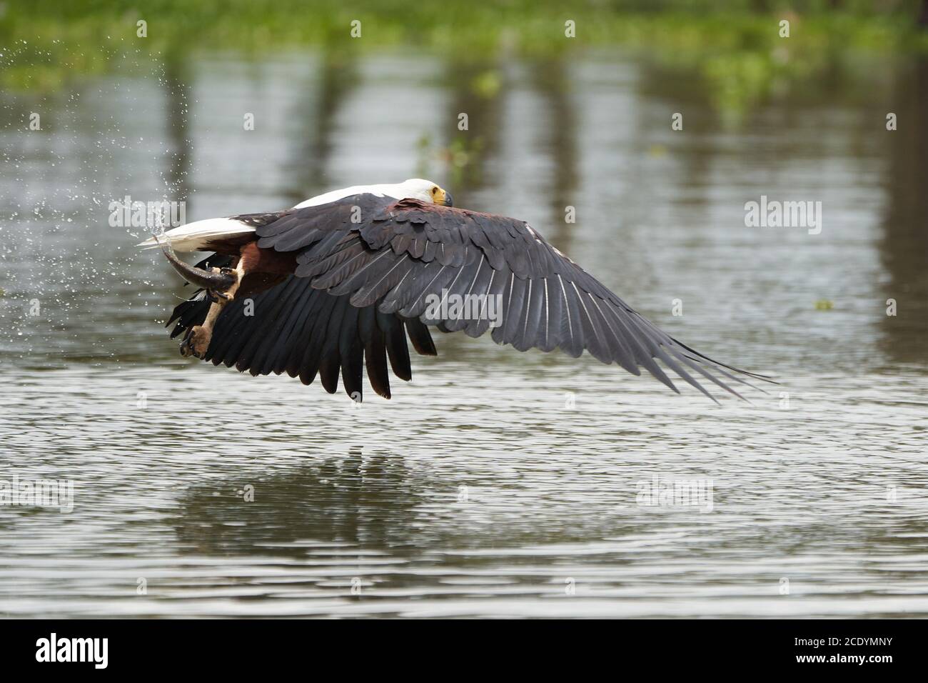 African Fish Sea Eagle Catching Fish Lake Hunting Haliaeetus vocifer Stock Photo